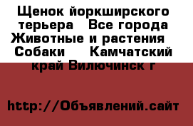 Щенок йоркширского терьера - Все города Животные и растения » Собаки   . Камчатский край,Вилючинск г.